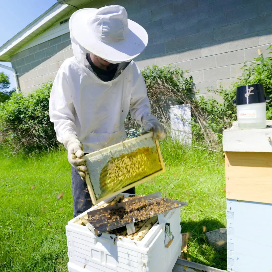 Honey Bee Sampling and Grafting Tray